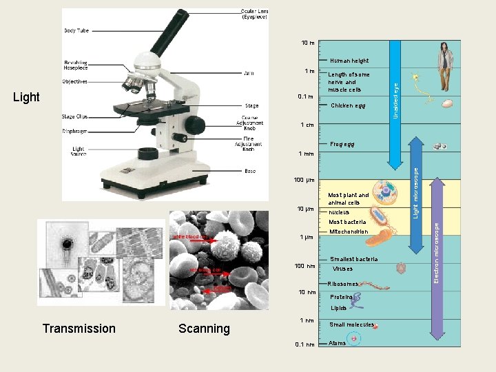 10 m 1 m Light Length of some nerve and muscle cells 0. 1