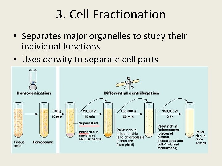 3. Cell Fractionation • Separates major organelles to study their individual functions • Uses