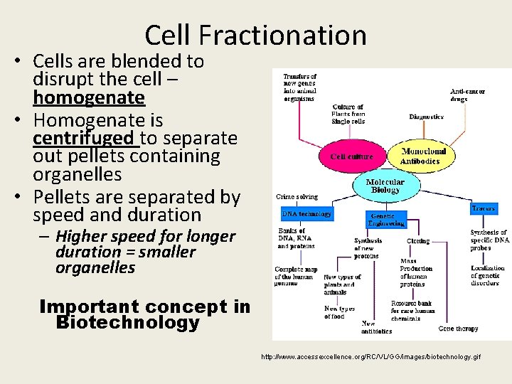 Cell Fractionation • Cells are blended to disrupt the cell – homogenate • Homogenate