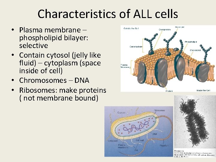 Characteristics of ALL cells • Plasma membrane – phospholipid bilayer: selective • Contain cytosol