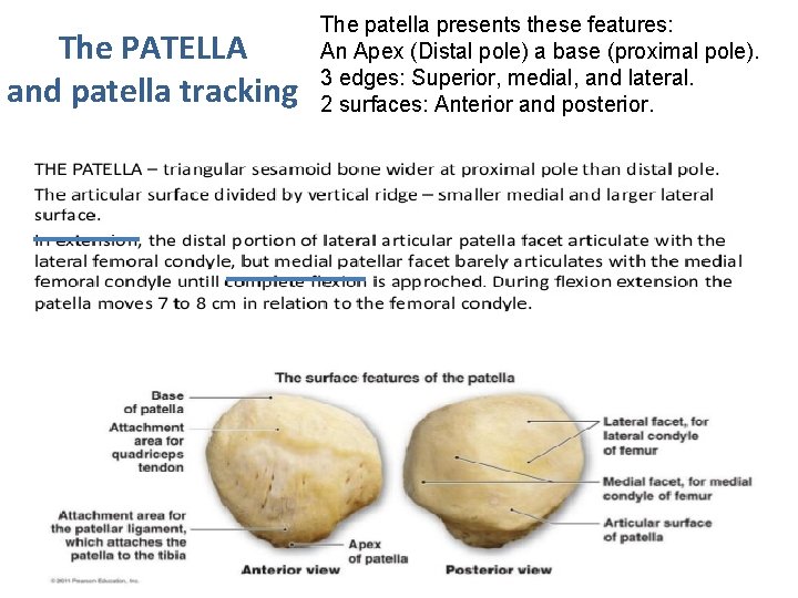 The PATELLA and patella tracking The patella presents these features: An Apex (Distal pole)