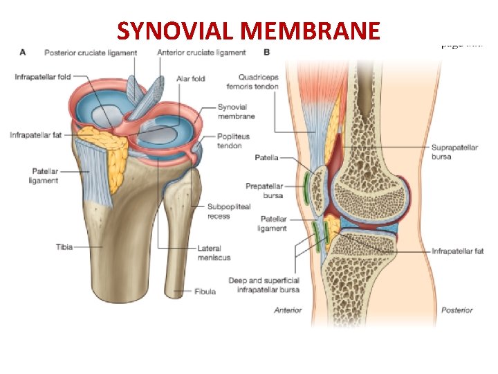 SYNOVIAL MEMBRANE 