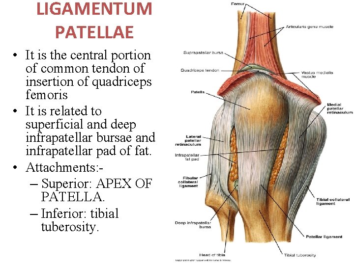 LIGAMENTUM PATELLAE • It is the central portion of common tendon of insertion of