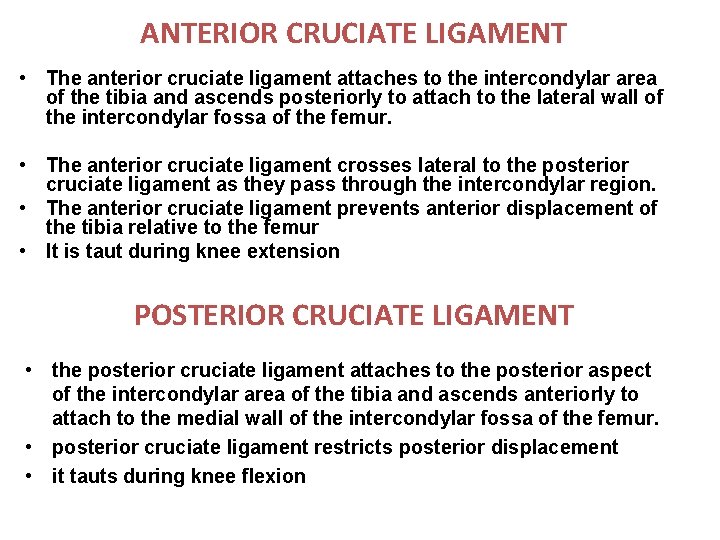 ANTERIOR CRUCIATE LIGAMENT • The anterior cruciate ligament attaches to the intercondylar area of