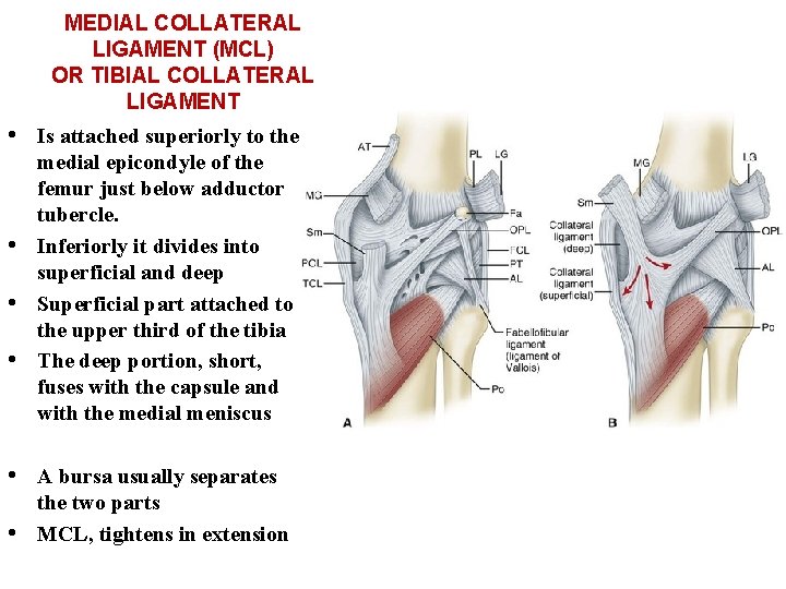 MEDIAL COLLATERAL LIGAMENT (MCL) OR TIBIAL COLLATERAL LIGAMENT • Is attached superiorly to the