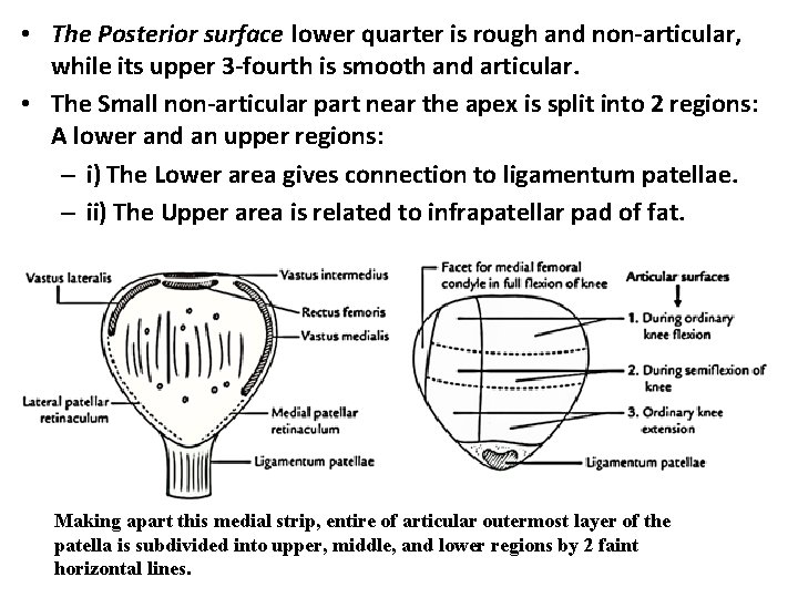  • The Posterior surface lower quarter is rough and non-articular, while its upper