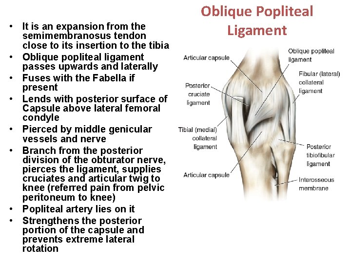  • It is an expansion from the semimembranosus tendon close to its insertion