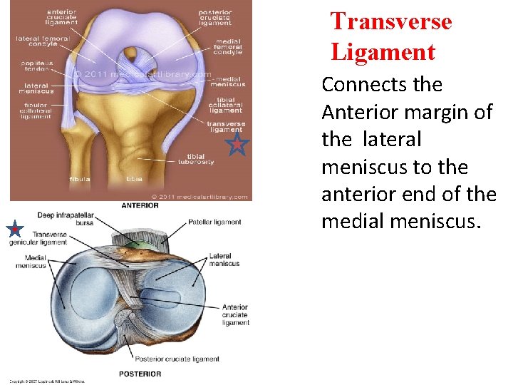 Transverse Ligament Connects the Anterior margin of the lateral meniscus to the anterior end