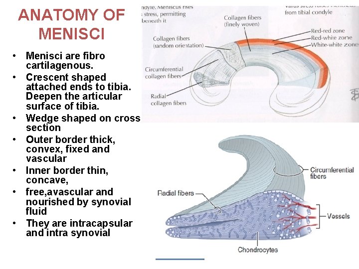 ANATOMY OF MENISCI • Menisci are fibro cartilagenous. • Crescent shaped attached ends to