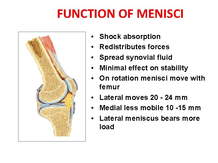 FUNCTION OF MENISCI • • • Shock absorption Redistributes forces Spread synovial fluid Minimal