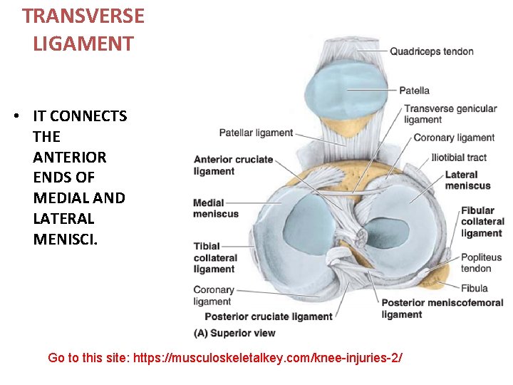 TRANSVERSE LIGAMENT • IT CONNECTS THE ANTERIOR ENDS OF MEDIAL AND LATERAL MENISCI. Go