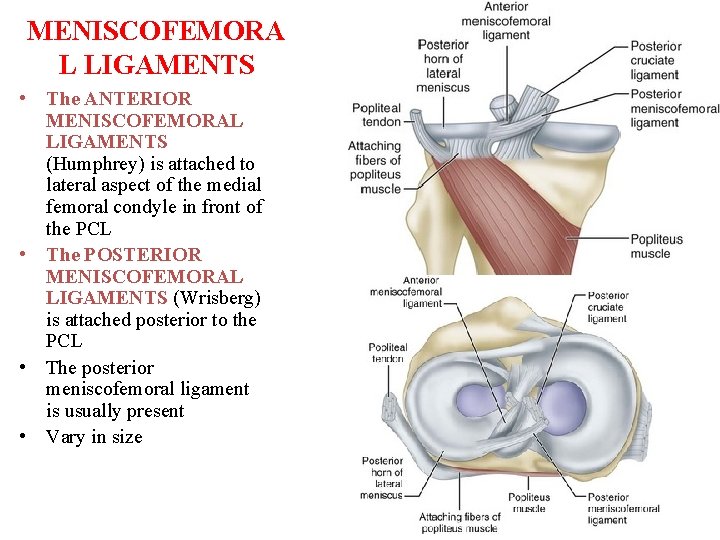 MENISCOFEMORA L LIGAMENTS • The ANTERIOR MENISCOFEMORAL LIGAMENTS (Humphrey) is attached to lateral aspect