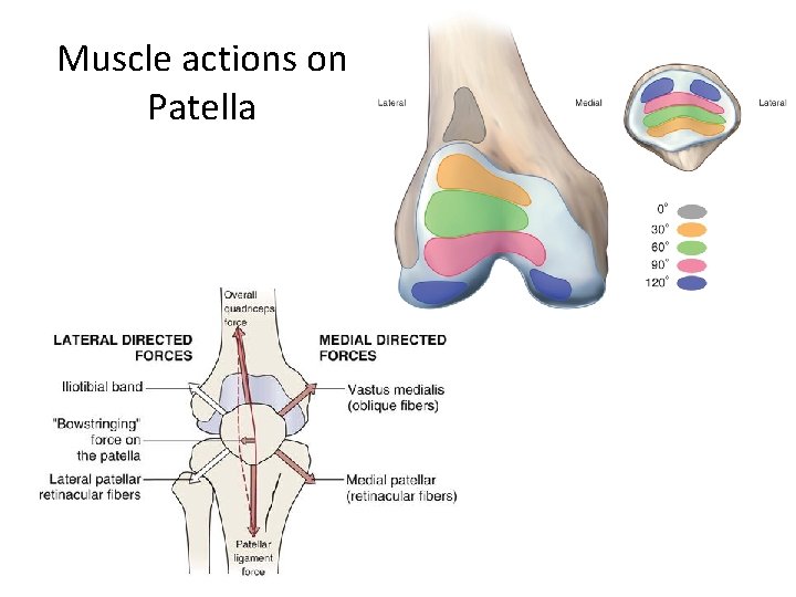 Muscle actions on Patella 