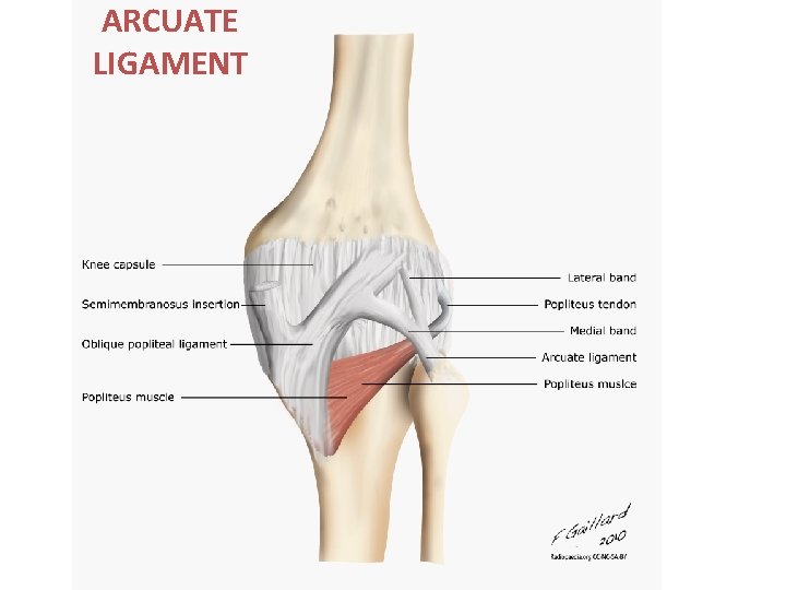 ARCUATE LIGAMENT 
