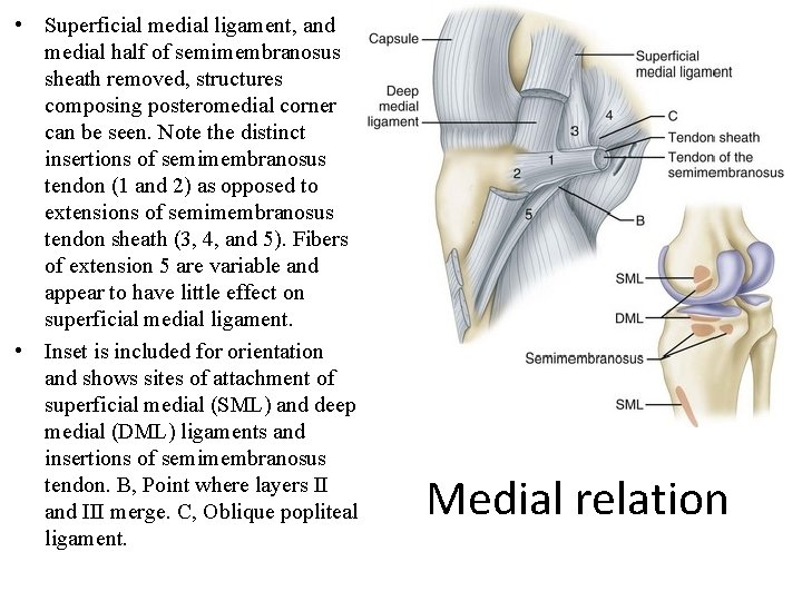  • Superficial medial ligament, and medial half of semimembranosus sheath removed, structures composing