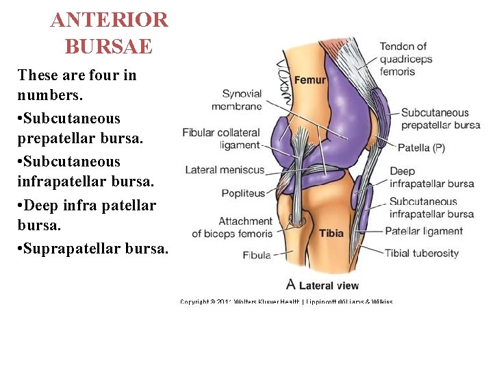 ANTERIOR BURSAE These are four in numbers. • Subcutaneous prepatellar bursa. • Subcutaneous infrapatellar