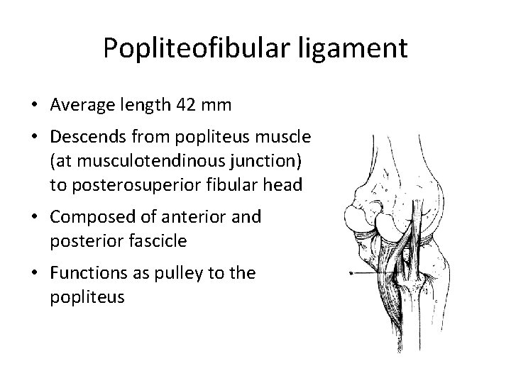 Popliteofibular ligament • Average length 42 mm • Descends from popliteus muscle (at musculotendinous