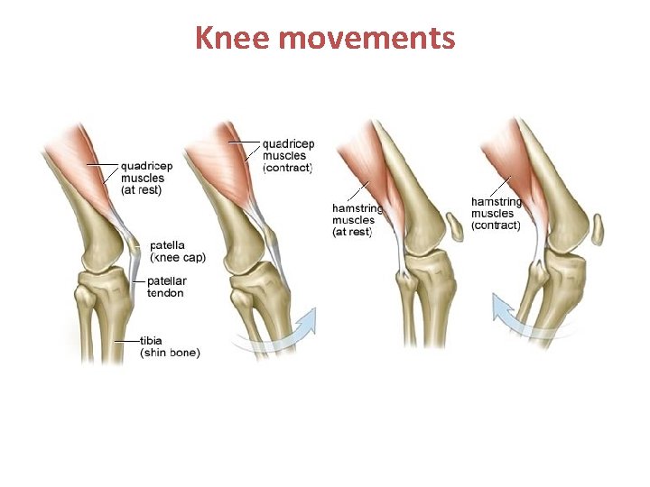 Knee movements 