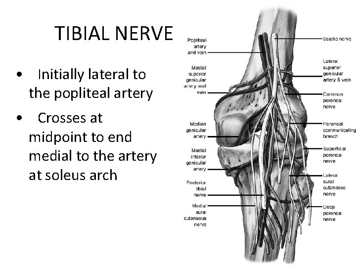 TIBIAL NERVE • Initially lateral to the popliteal artery • Crosses at midpoint to