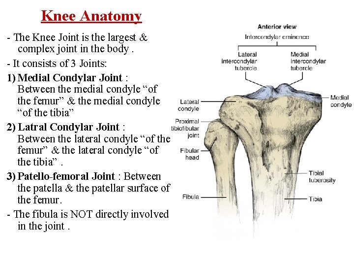 Knee Anatomy - The Knee Joint is the largest & complex joint in the