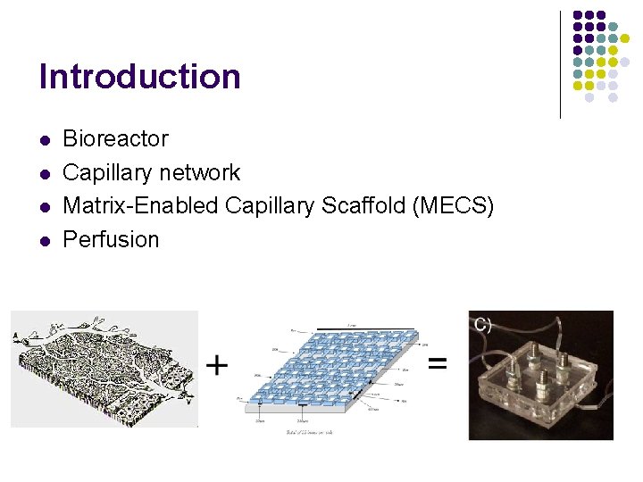 Introduction l l Bioreactor Capillary network Matrix-Enabled Capillary Scaffold (MECS) Perfusion 