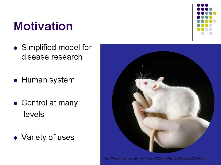 Motivation l Simplified model for disease research l Human system l Control at many