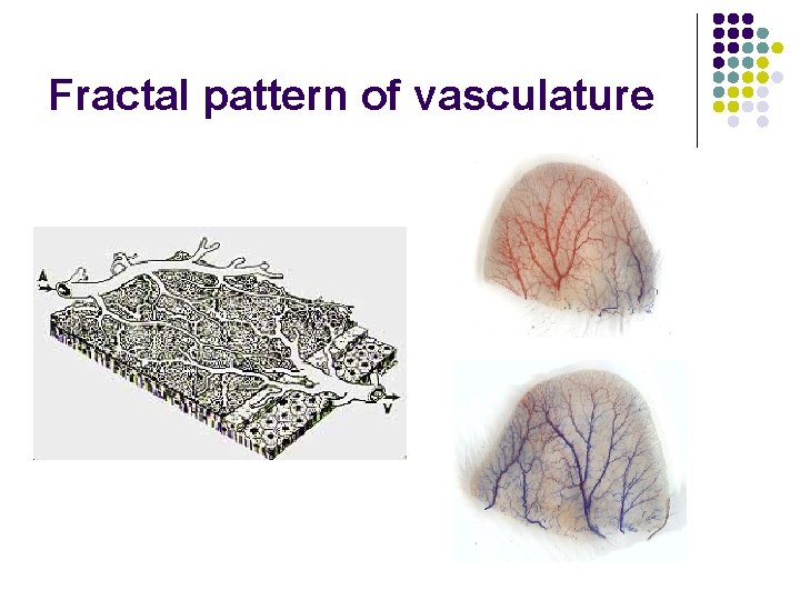 Fractal pattern of vasculature 