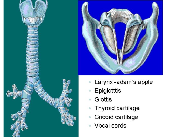  • • • Larynx -adam’s apple Epiglotttis Glottis Thyroid cartilage Cricoid cartilage Vocal