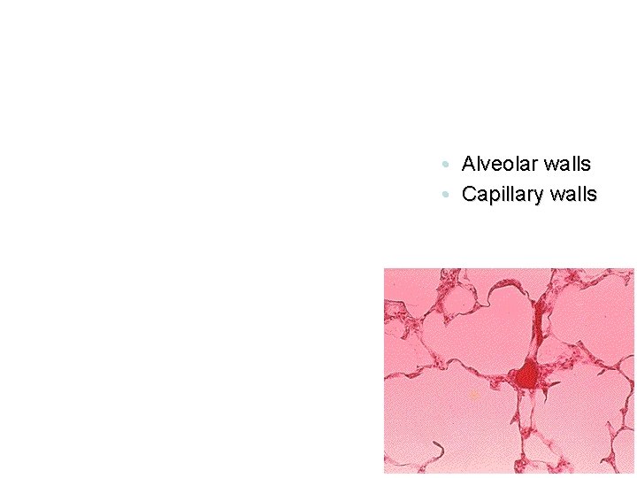  • Alveolar walls • Capillary walls 