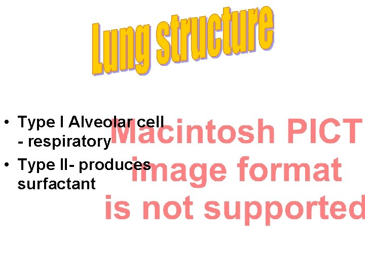  • Type I Alveolar cell - respiratory • Type II- produces surfactant 
