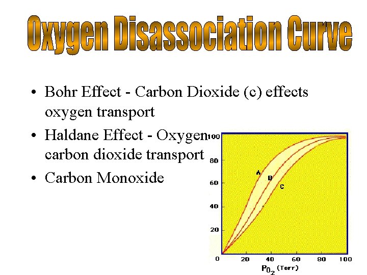  • Bohr Effect - Carbon Dioxide (c) effects oxygen transport • Haldane Effect