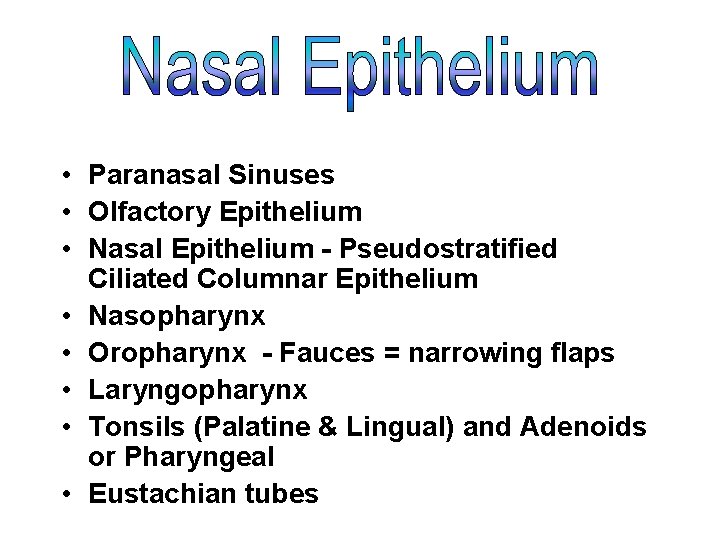 • Paranasal Sinuses • Olfactory Epithelium • Nasal Epithelium - Pseudostratified Ciliated Columnar