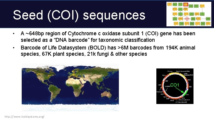 Seed (COI) sequences • • A ~648 bp region of Cytochrome c oxidase subunit