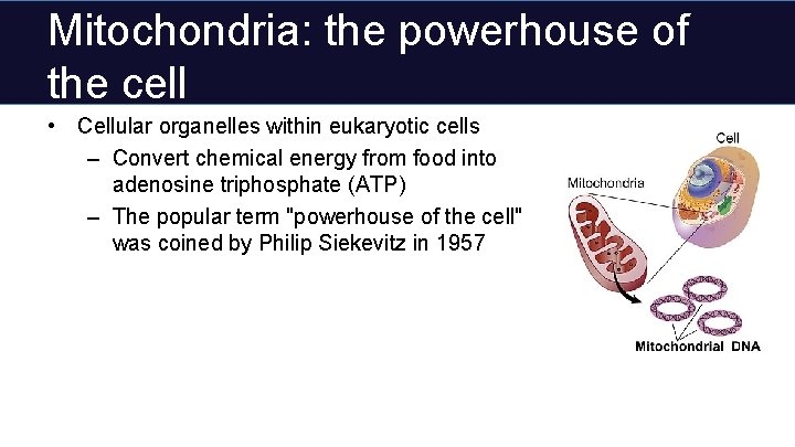 Mitochondria: the powerhouse of the cell • Cellular organelles within eukaryotic cells – Convert