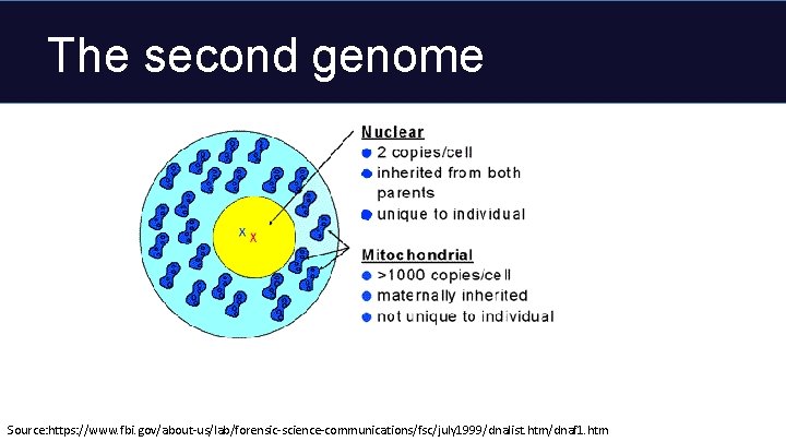 The second genome Source: https: //www. fbi. gov/about-us/lab/forensic-science-communications/fsc/july 1999/dnalist. htm/dnaf 1. htm 