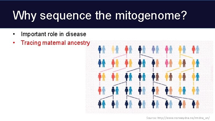 Why sequence the mitogenome? • Important role in disease • Tracing maternal ancestry Source: