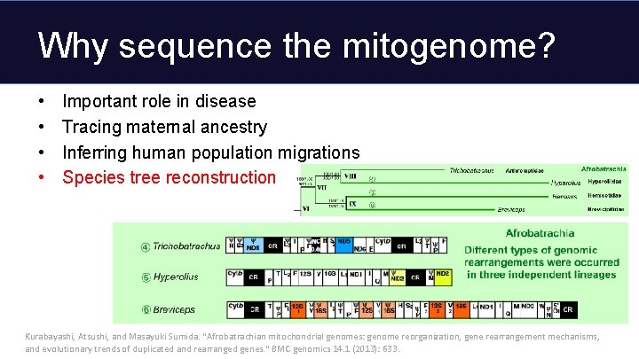 Why sequence the mitogenome? • • Important role in disease Tracing maternal ancestry Inferring