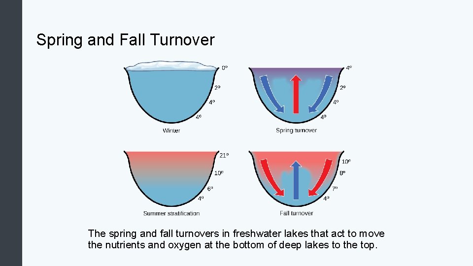 Spring and Fall Turnover The spring and fall turnovers in freshwater lakes that act
