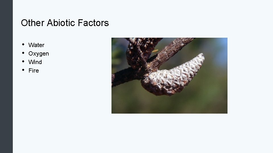 Other Abiotic Factors • • Water Oxygen Wind Fire 