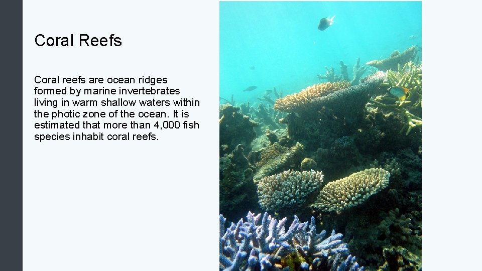 Coral Reefs Coral reefs are ocean ridges formed by marine invertebrates living in warm