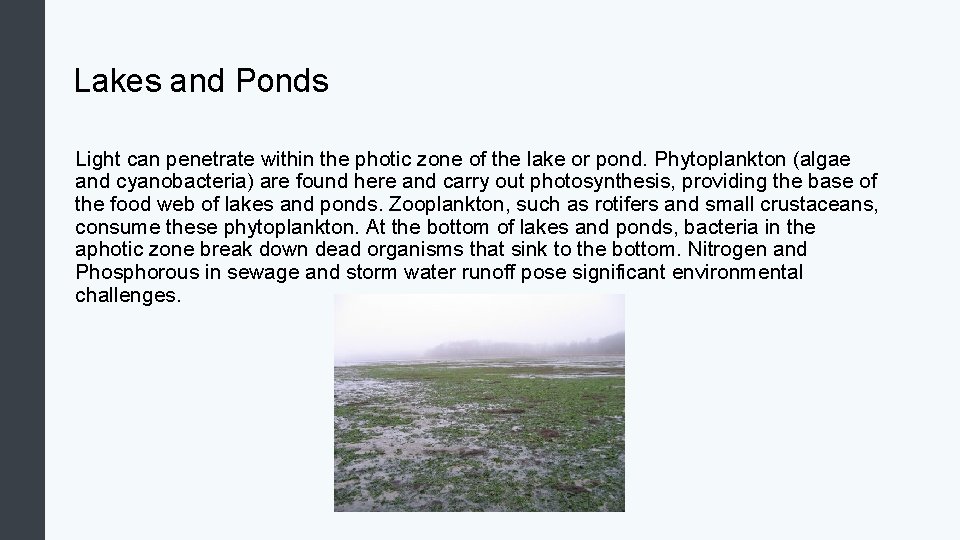 Lakes and Ponds Light can penetrate within the photic zone of the lake or