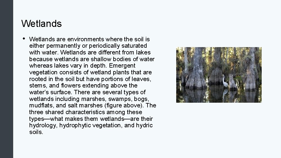 Wetlands • Wetlands are environments where the soil is either permanently or periodically saturated