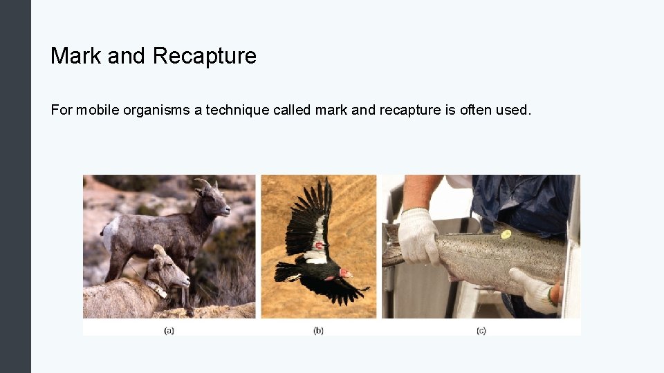 Mark and Recapture For mobile organisms a technique called mark and recapture is often