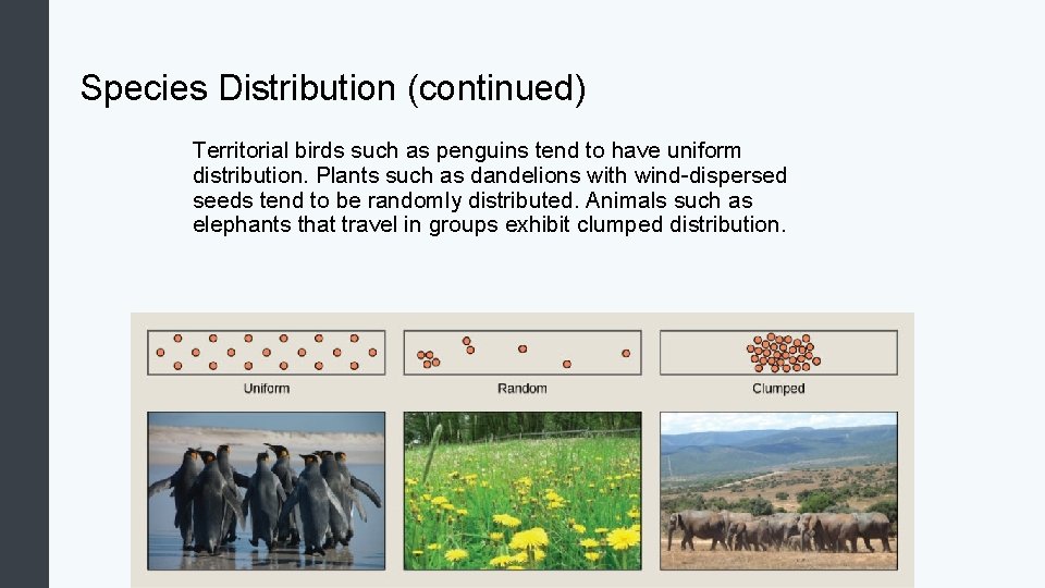 Species Distribution (continued) Territorial birds such as penguins tend to have uniform distribution. Plants