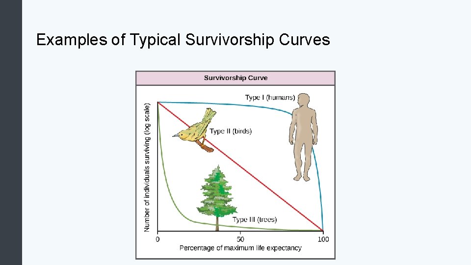 Examples of Typical Survivorship Curves 