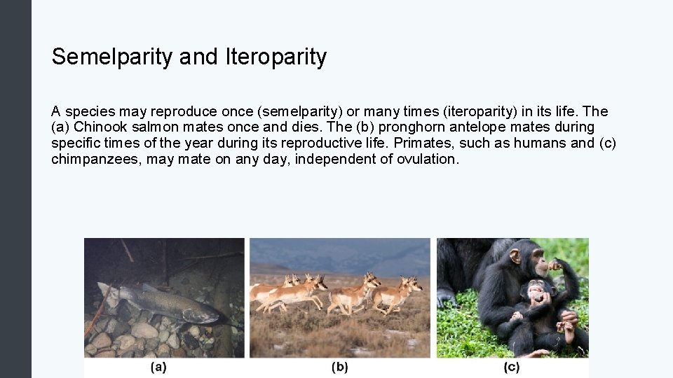 Semelparity and Iteroparity A species may reproduce once (semelparity) or many times (iteroparity) in