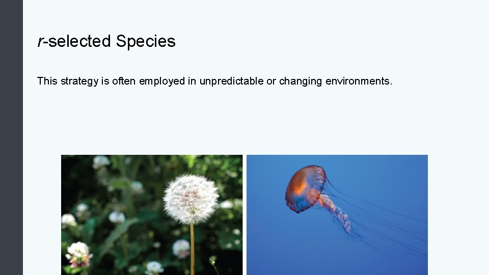 r-selected Species This strategy is often employed in unpredictable or changing environments. 
