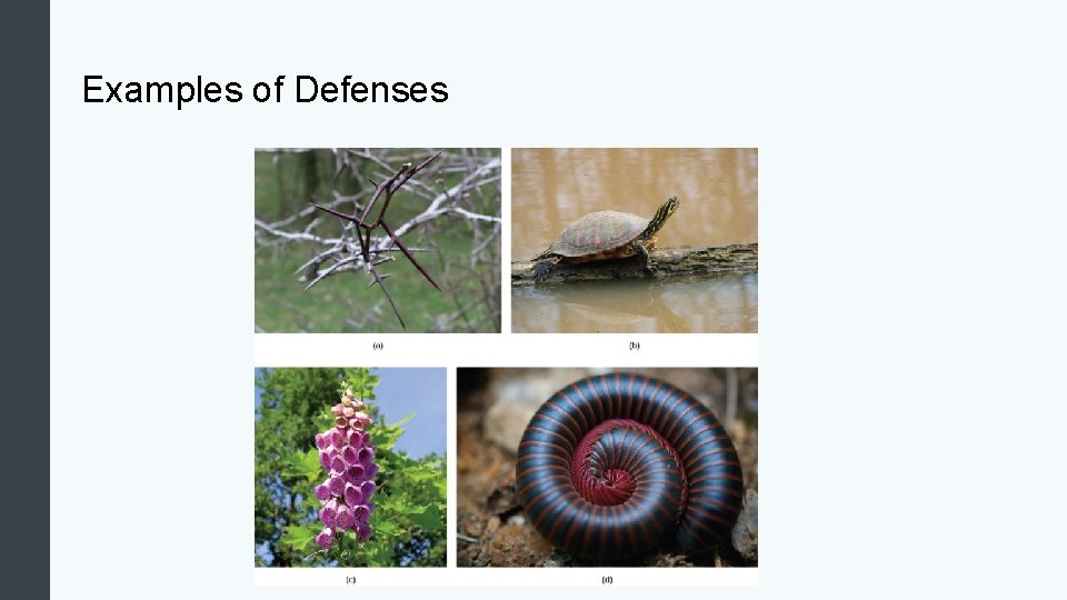 Examples of Defenses 