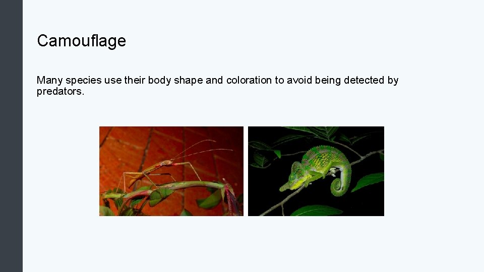Camouflage Many species use their body shape and coloration to avoid being detected by