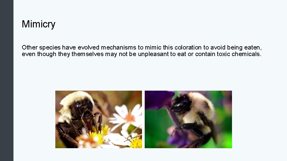 Mimicry Other species have evolved mechanisms to mimic this coloration to avoid being eaten,